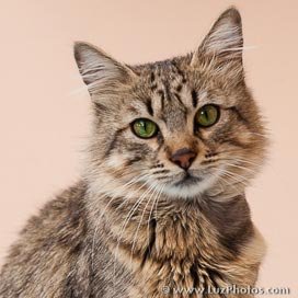 Chat