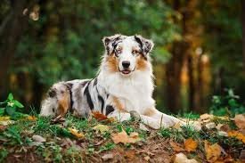 chien3