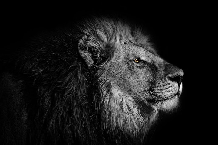 wallpaper lion